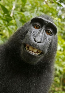 Monkey takes photos on camera